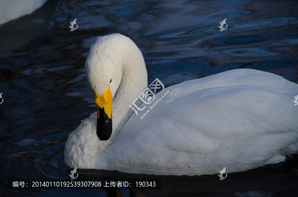 白天鵝jpg