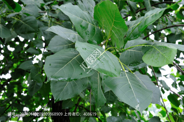 白楊樹(shù)葉