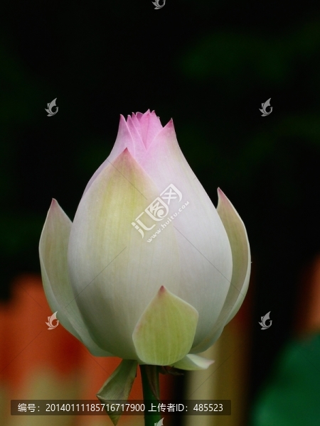 荷花,特寫