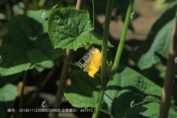 嫩葉黃花,黃瓜