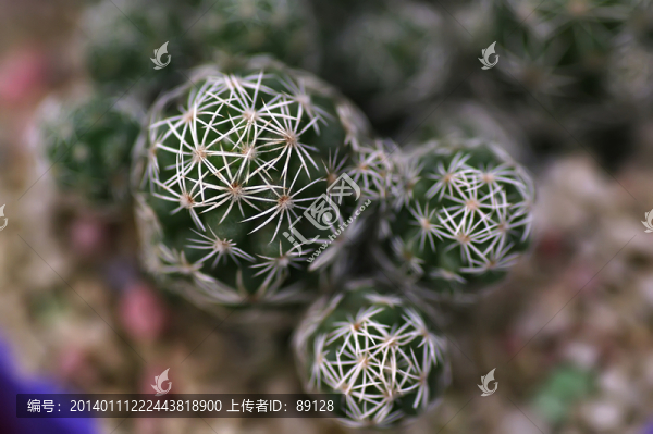 仙人球