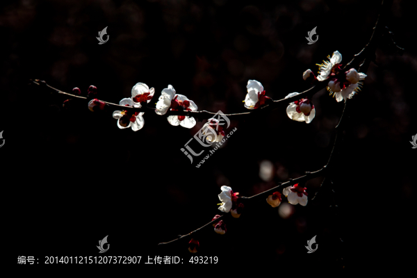 杏花