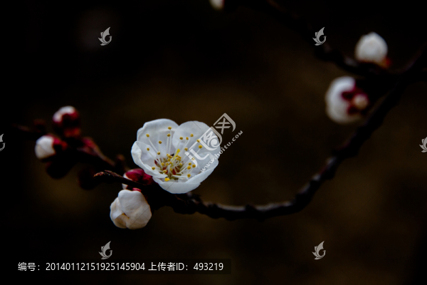 杏花