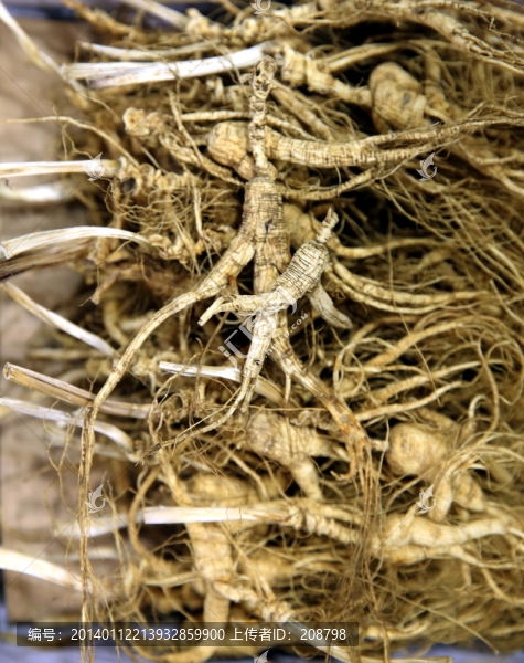 長白山人參