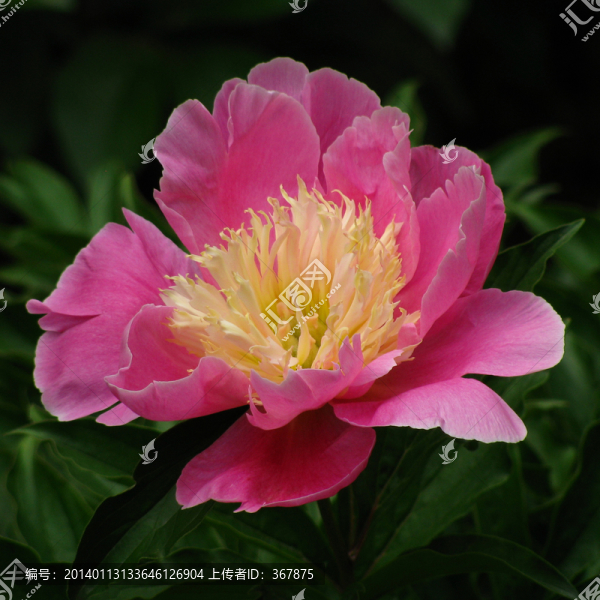 芍藥花
