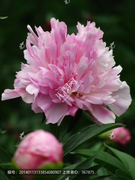 芍藥花