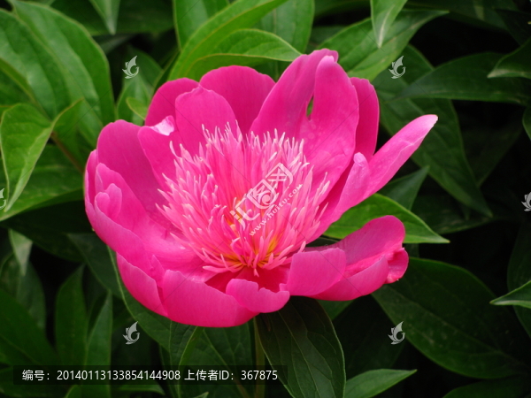 芍藥花