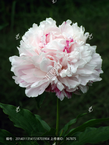 芍藥花