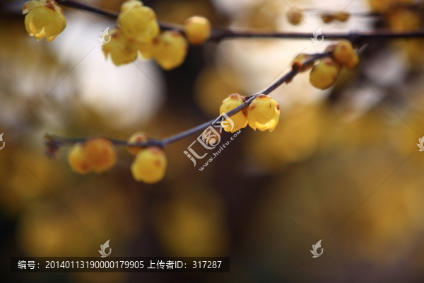 臘梅