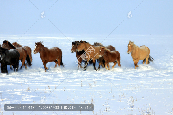 雪地馬群