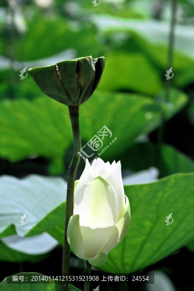 荷花,蓮花,睡蓮,荷葉