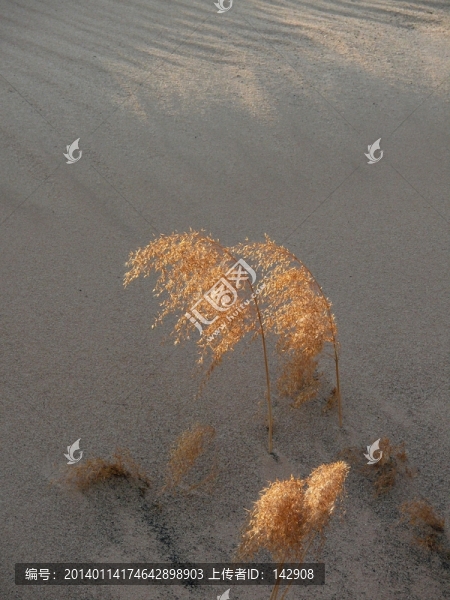 蘆葦花