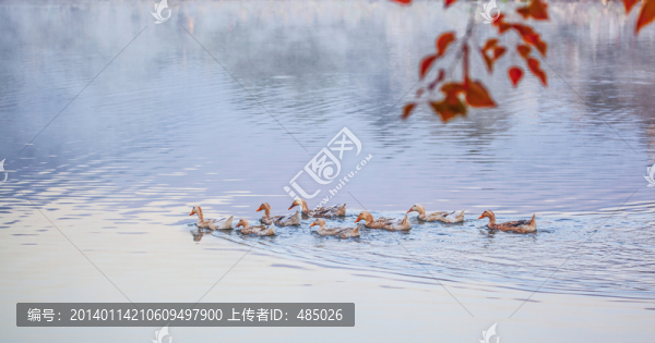 水鴨（高清圖）