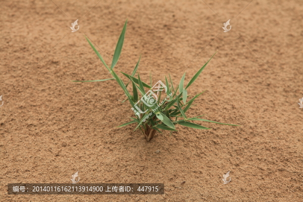 沙漠植物