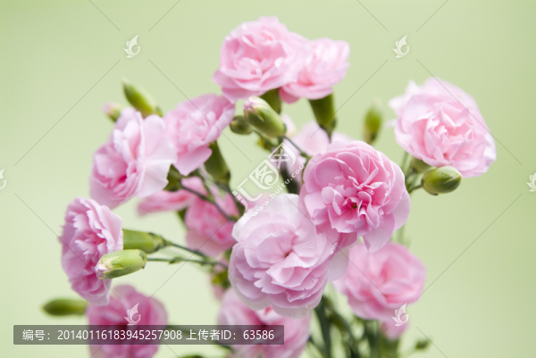 花卉