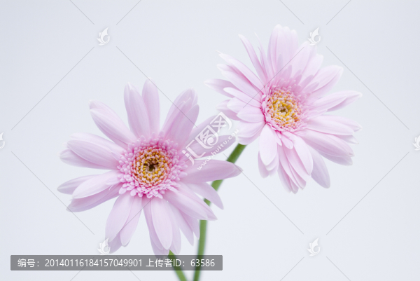 花卉