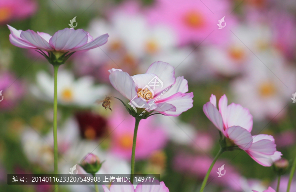波斯菊