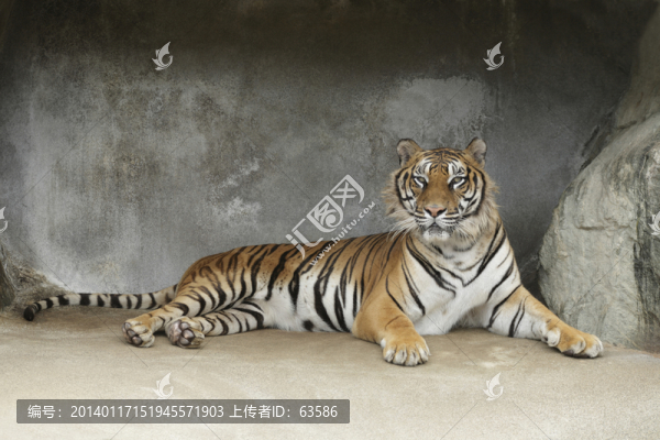 動物世界