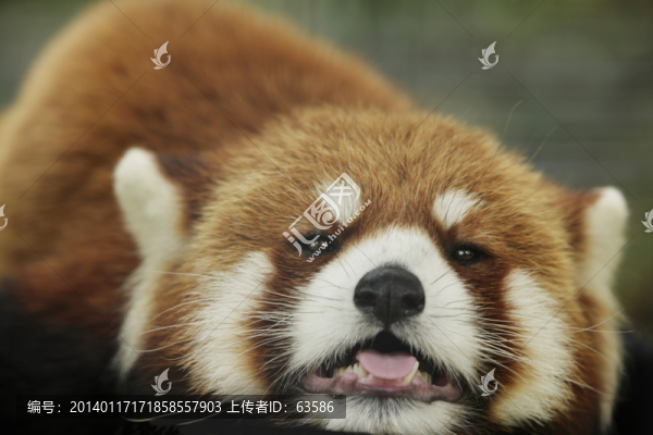 動物世界