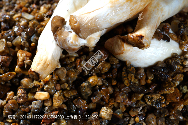 蘑菇,沙粒