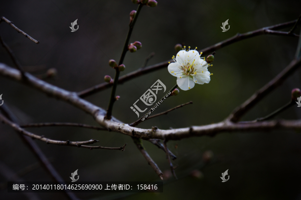 梅花