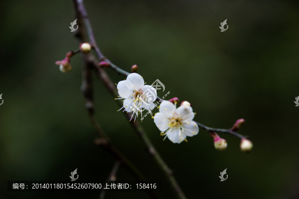 梅花