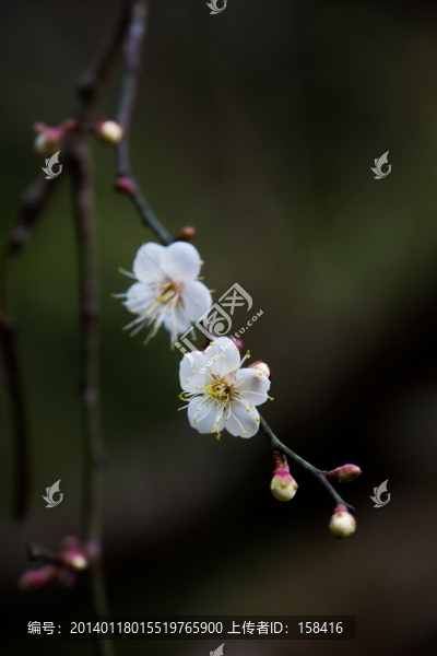 梅花
