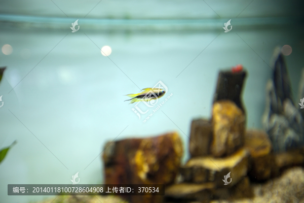 海底世界,海洋生物,熱帶魚