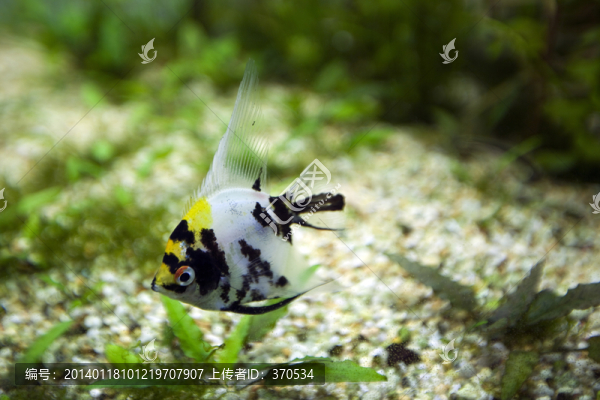 海底世界,海洋生物,熱帶魚