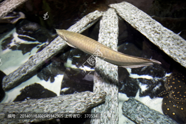 海底世界,海洋生物,長(zhǎng)風(fēng)公園