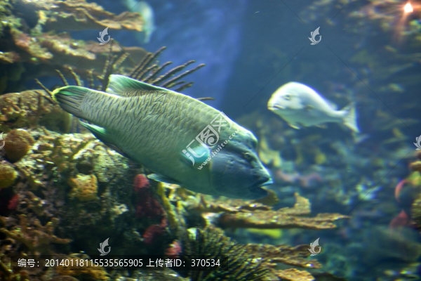 海底世界,海洋生物,長(zhǎng)風(fēng)公園