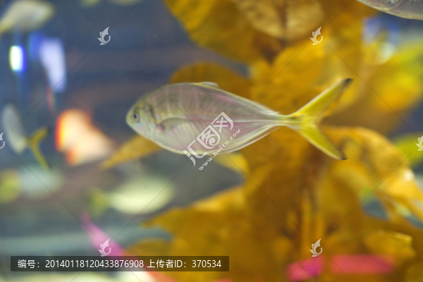 海底世界,海洋生物,長(zhǎng)風(fēng)公園