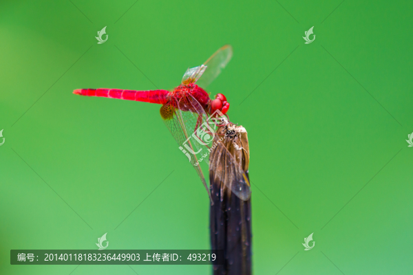 蜻蜓