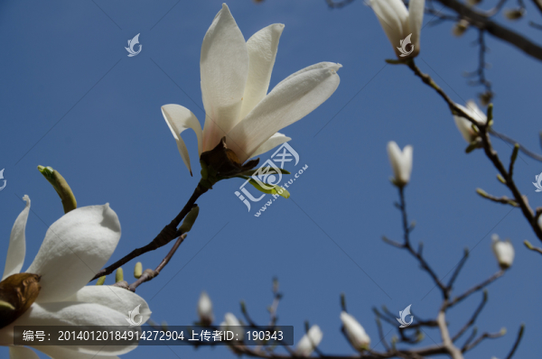玉蘭花jpg
