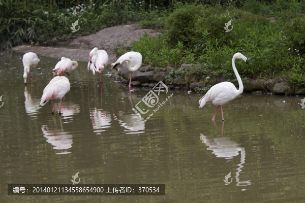 火烈鳥,鳥類,鳥,野生動物園
