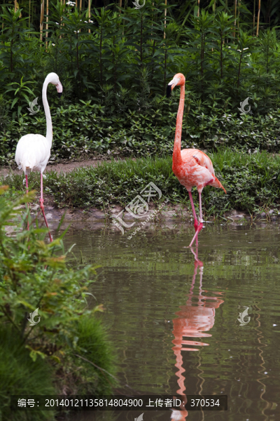 火烈鳥,鳥類,鳥,野生動物園