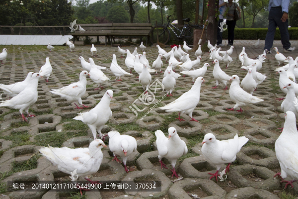 鴿子,鴿舍,鳥(niǎo)類,白鴿,信鴿
