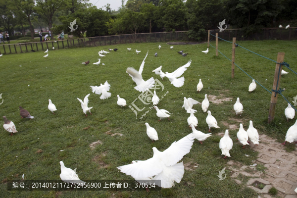 鴿子,鴿舍,鳥類,白鴿,信鴿