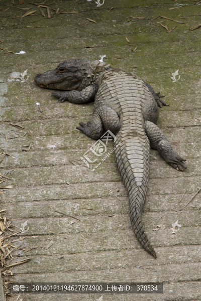 鱷魚,猛獸,動物,野生動物園