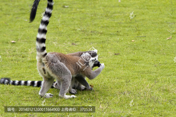 猴子,狐猴,,上海野生動物園