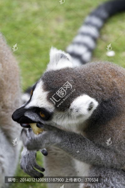 猴子,狐猴,,上海野生動物園