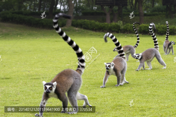 猴子,狐猴,,上海野生動物園