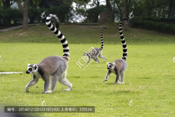 猴子,狐猴,,上海野生動(dòng)物園