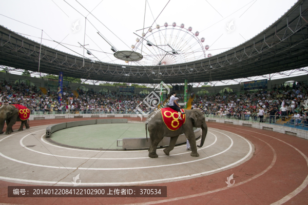 馬戲表演,上海野生動(dòng)物園,時(shí)尚