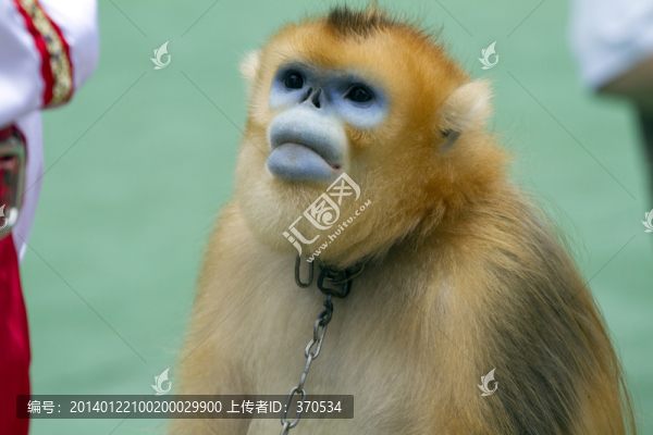 金絲猴,猴子,訓獸表演