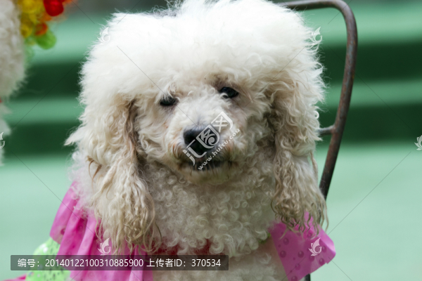 寵物犬,貴賓犬,狗,可愛(ài),休閑