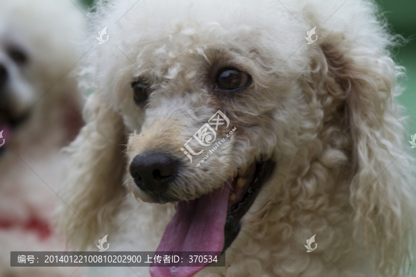 寵物犬,貴賓犬,狗,可愛,休閑
