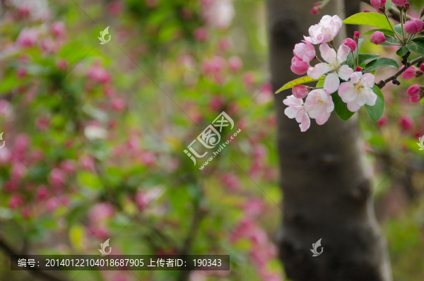 海棠花jpg