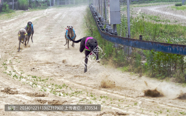 賽狗,奔跑,上海野生動物園