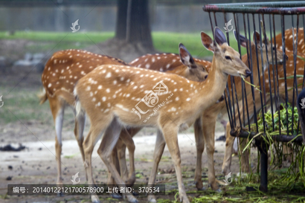 梅花鹿,動(dòng)物,野生動(dòng)物園,上海